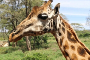 Nairobi: David Sheldrick Elephant Orphanage Visit