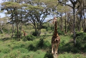Nairobi: David Sheldrick Elephant Orphanage Visit