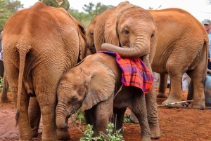 Nairobi - besök på Besök på David Sheldrick Elephant Orphanage