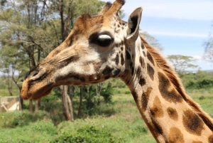 Nairobi - besök på Besök på David Sheldrick Elephant Orphanage