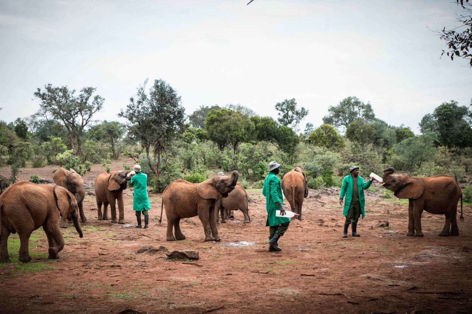 Nairobi; David Sheldrick Elephant Trust Halbtagestour