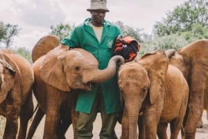 Nairobi; David Sheldrick Elephant Trust Half Day Tour