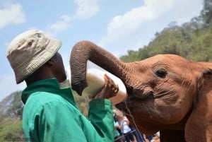 Nairobi; David Sheldrick Elephant Trust Half Day Tour