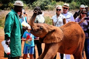 Nairobi; David Sheldrick Elephant Trust Half Day Tour