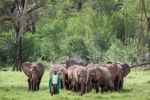 Nairobi; David Sheldrick Elephant Trust Half Day Tour