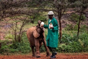 Nairobi; David Sheldrick Elephant Trust Half Day Tour