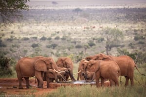 Nairobi; David Sheldrick Elephant Trust Half Day Tour