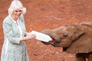 Nairobi; David Sheldrick Elephant Trust Half Day Tour