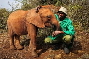 Nairobi; David Sheldrick Elephant Trust Half Day Tour