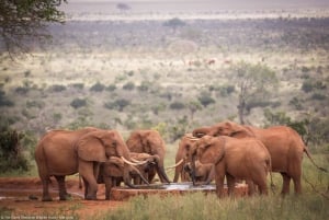 Nairobi; David Sheldrick Elephant Trust Half Day Tour