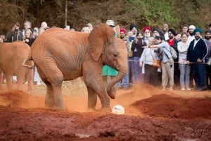 Nairobi; David Sheldrick Elephant Trust Half Day Tour