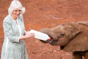 Nairobi; David Sheldrick Elephant Trust Half Day Tour