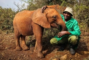Nairobi; David Sheldrick Elephant Trust Half Day Tour