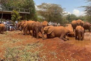 Nairobi; David Sheldrick Elephant Trust Half Day Tour