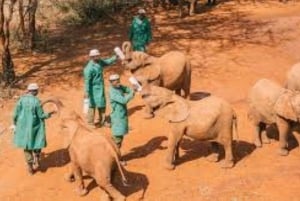 Nairobi; David Sheldrick Elephant Trust Half Day Tour