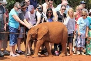Nairobi; David Sheldrick Elephant Trust Half Day Tour