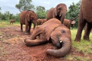 Nairobi; David Sheldrick Elephant Trust Half Day Tour