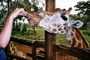 Nairobi = David Sheldrick, Giraffe Center & Kobe Perlen Tour