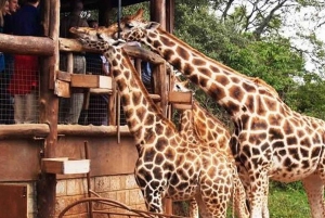 Nairobi = David sheldrick, Giraffe Center e Kobe Beads Tour