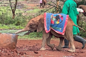 Nairobi day tour, elephant orphanage and giraffe center