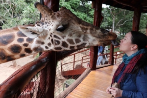 Nairobi day tour, elephant orphanage and giraffe center
