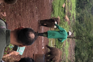 Excursão de um dia a Nairóbi ao orfanato de elefantes e centro de girafas
