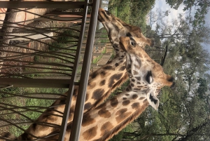 Nairobi Tagestour zum Elefantenwaisenhaus & Giraffe Center