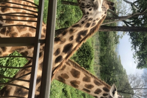 Nairobi dagstur til elefantbørnehjem og girafcenter