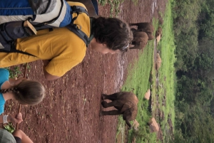 Excursão de um dia a Nairóbi ao orfanato de elefantes e centro de girafas