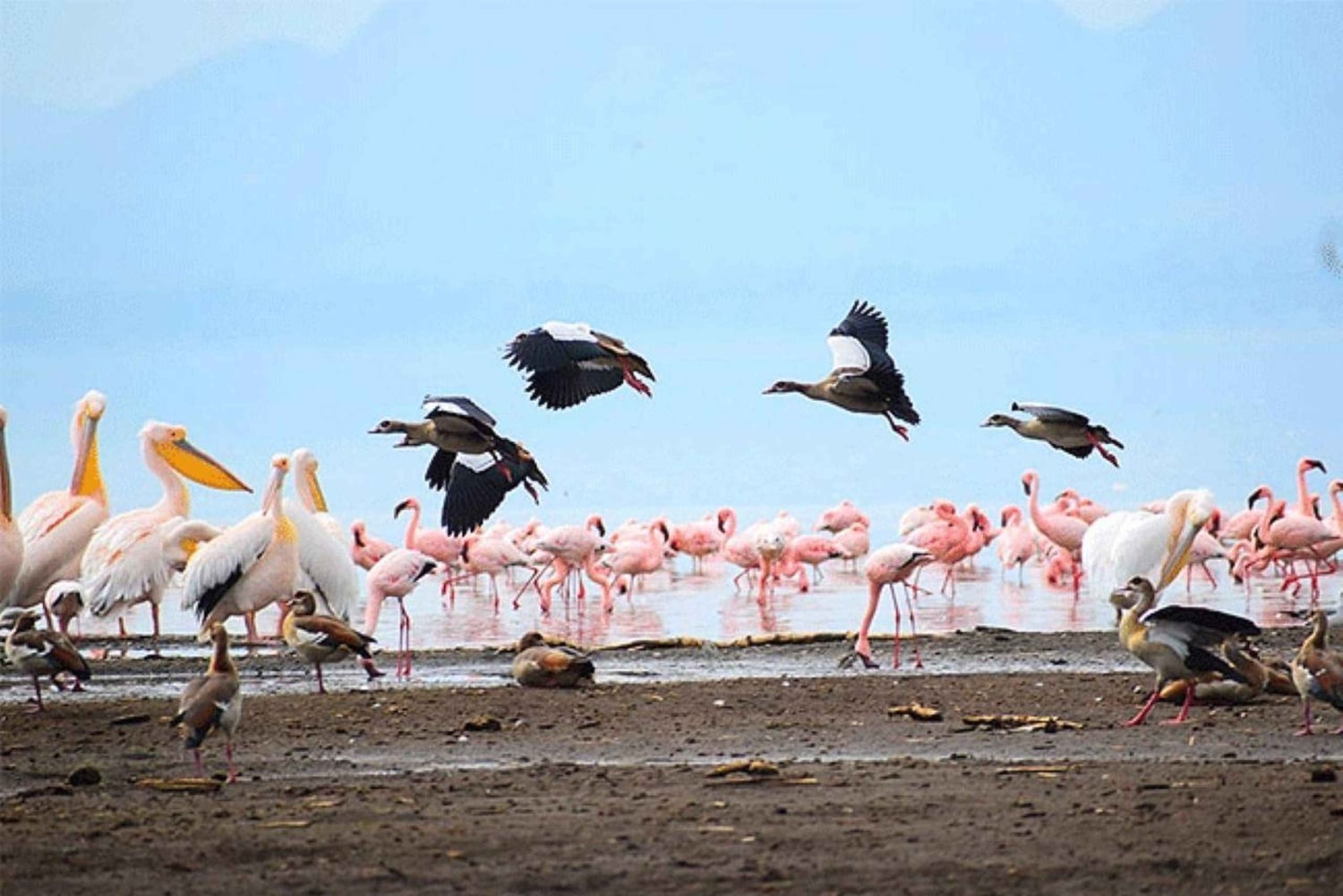 ナイロビ：エレメンタイタ湖国立公園への1日ツアーをご案内いたします