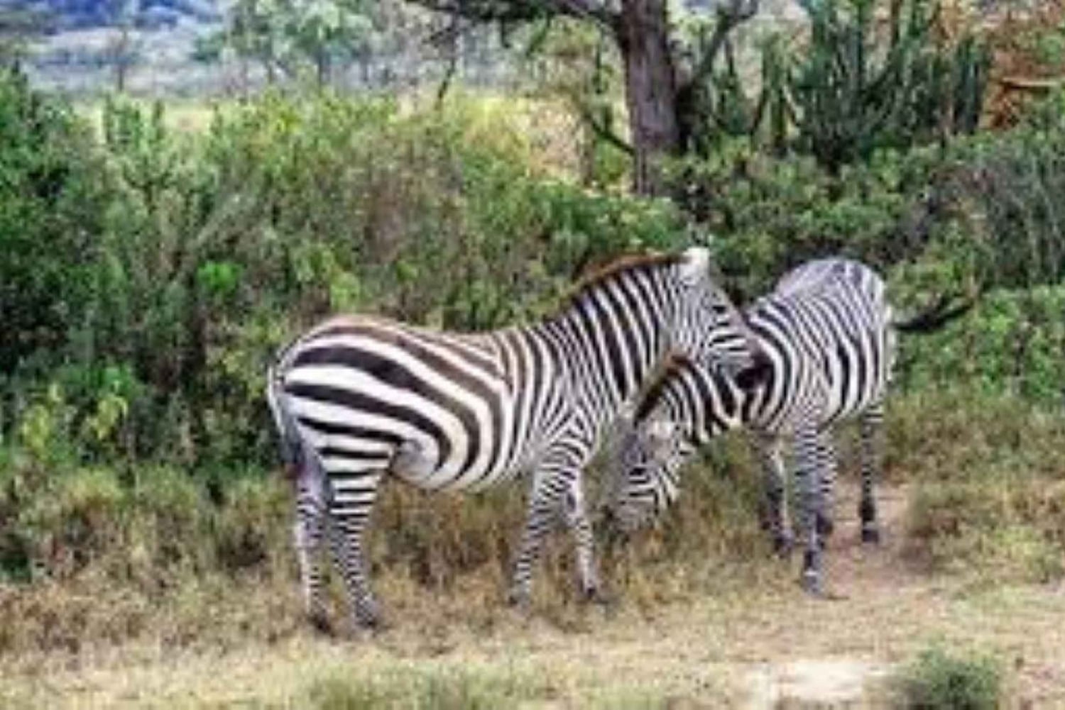 ナイロビ：エレメンタイタ湖国立公園への1日ツアーをご案内いたします