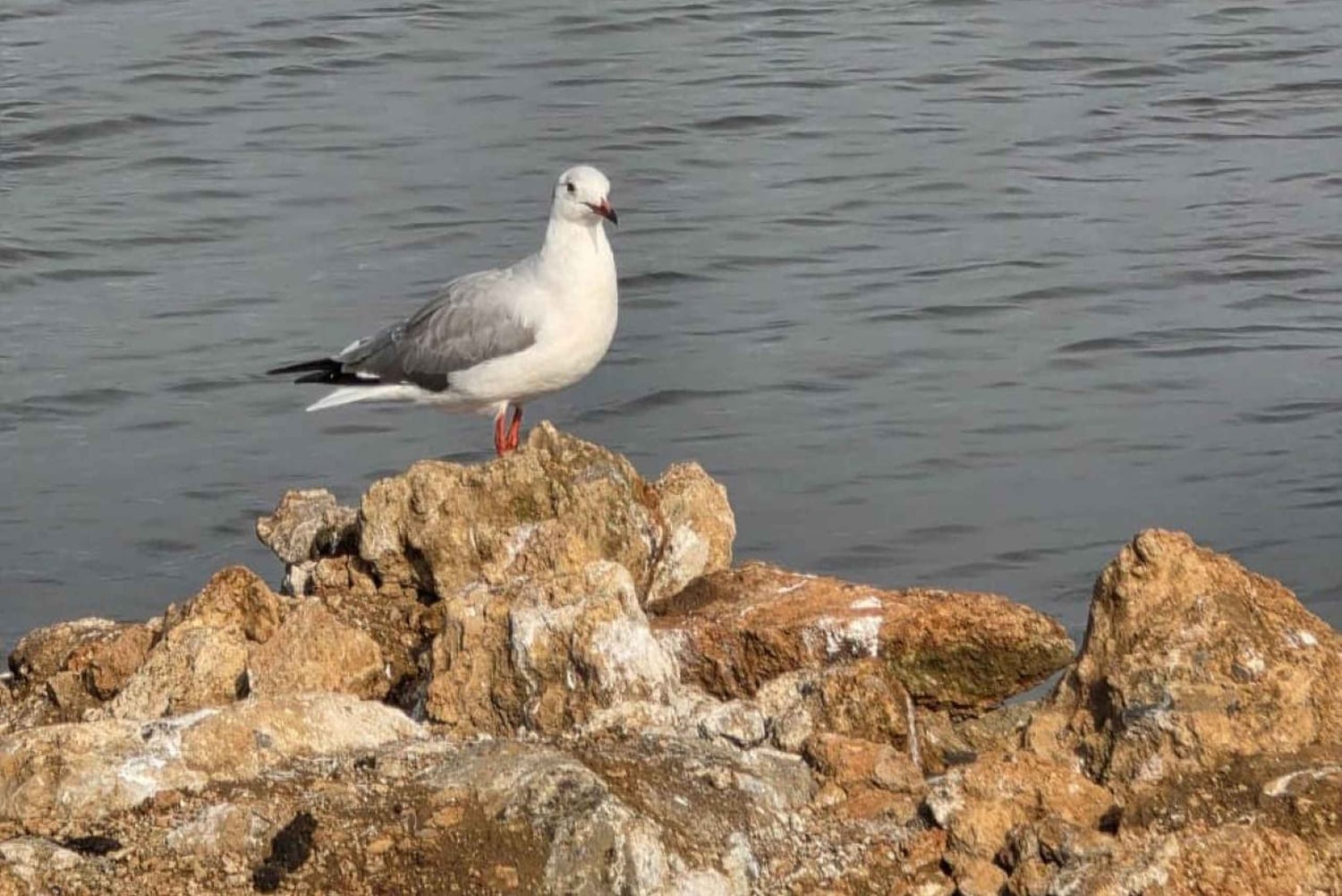 ナイロビ：エレメンタイタ湖国立公園への1日ツアーをご案内いたします