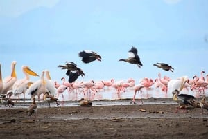 ナイロビ：エレメンタイタ湖国立公園への1日ツアーをご案内いたします