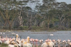 ナイロビ：エレメンタイタ湖国立公園への1日ツアーをご案内いたします