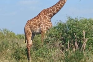 ナイロビ：エレメンタイタ湖国立公園への1日ツアーをご案内いたします