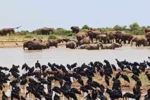 ナイロビ：エレメンタイタ湖国立公園への1日ツアーをご案内いたします
