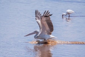 ナイロビ：エレメンタイタ湖国立公園への1日ツアーをご案内いたします