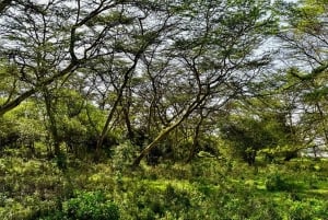 ナイロビ：エレメンタイタ湖国立公園への1日ツアーをご案内いたします