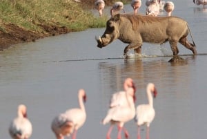 ナイロビ：エレメンタイタ湖国立公園への1日ツアーをご案内いたします
