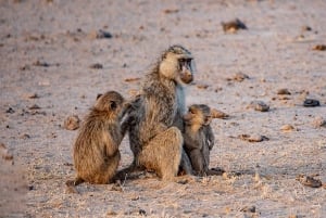 ナイロビ：エレメンタイタ湖国立公園への1日ツアーをご案内いたします