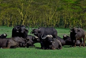 ナイロビ：エレメンタイタ湖国立公園への1日ツアーをご案内いたします