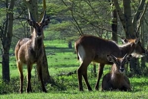 ナイロビ：エレメンタイタ湖国立公園への1日ツアーをご案内いたします