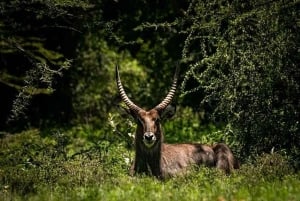 ナイロビ：エレメンタイタ湖国立公園への1日ツアーをご案内いたします