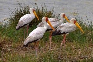 ナイロビ：エレメンタイタ湖国立公園への1日ツアーをご案内いたします