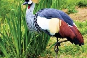 ナイロビ：エレメンタイタ湖国立公園への1日ツアーをご案内いたします