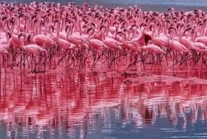 ナイロビ：エレメンタイタ湖国立公園への1日ツアーをご案内いたします