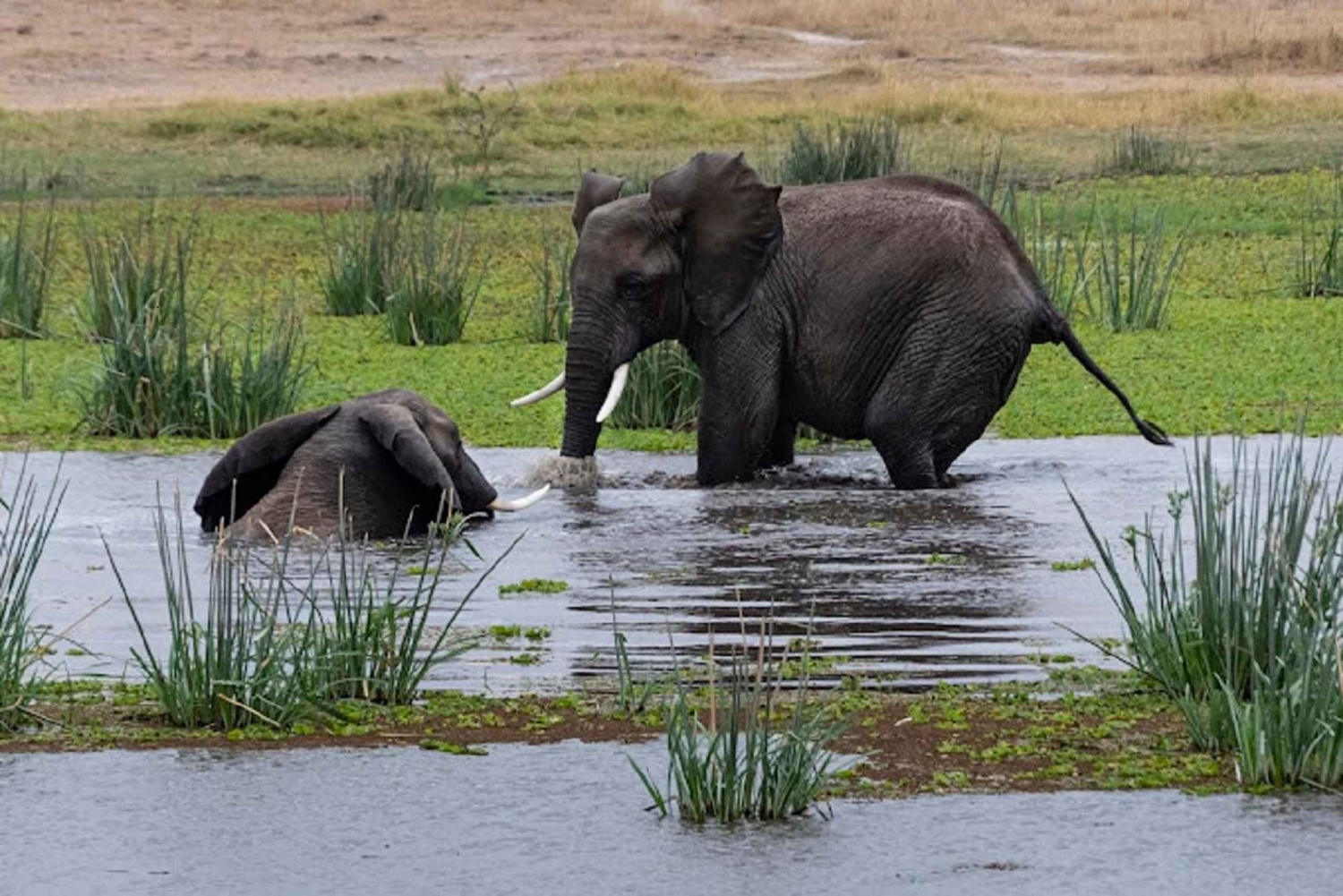 Nairobi: Dagstur til Amboseli Nationalpark og Maasai-landsby