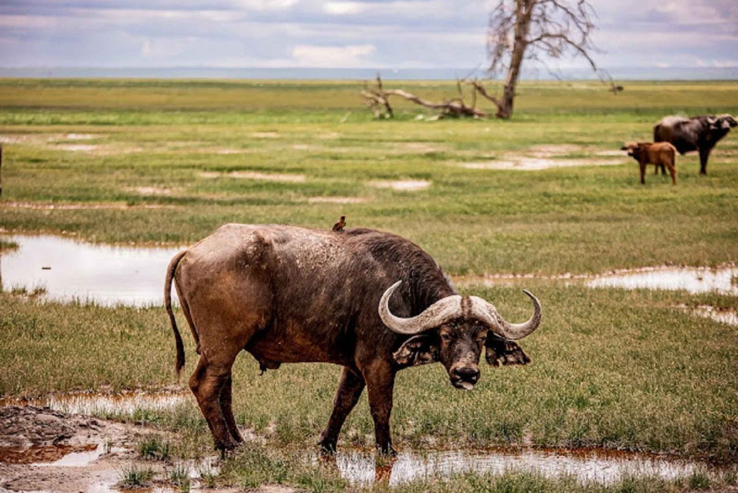 Nairobi: Dagstur til Amboseli Nationalpark og Maasai-landsby