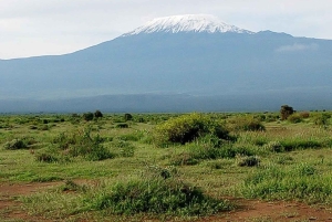 Nairobi: Dagstur til Amboseli Nationalpark og Maasai-landsby