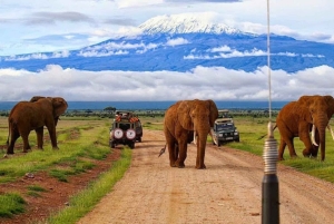 Nairobi: Dagstur til Amboseli Nationalpark og Maasai-landsby
